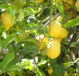 Limones